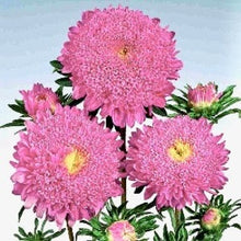 Načíst obrázek do prohlížeče Galerie, Astra čínská - "Standy", Salmon Pink