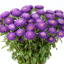 Načíst obrázek do prohlížeče Galerie, Astra čínská - "Bonita", Light Blue