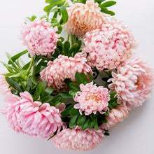 Načíst obrázek do prohlížeče Galerie, Astra čínská - "Tower", Salmon