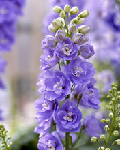 Načíst obrázek do prohlížeče Galerie, Ostrožka vyvýšená - "F1 Aurora", Lavender