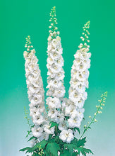 Načíst obrázek do prohlížeče Galerie, Ostrožka vyvýšená - "F1 Aurora", White