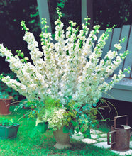 Načíst obrázek do prohlížeče Galerie, Ostrožka vyvýšená - "F1 Aurora", White