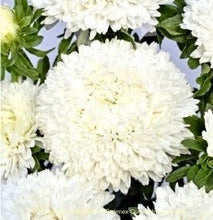 Načíst obrázek do prohlížeče Galerie, Astra čínská - "Balloon", White