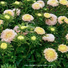 Načíst obrázek do prohlížeče Galerie, Astra čínská - "Balloon", Golden