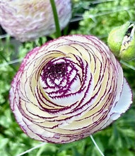 Načíst obrázek do prohlížeče Galerie, Pryskyřník - "Elegance®", Bianco Strato, 5ks