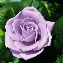 Načíst obrázek do prohlížeče Galerie, Růže - "BLUE MONDAY", sazenice 1ks