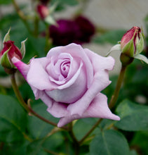 Načíst obrázek do prohlížeče Galerie, Růže - "BLUE MONDAY", sazenice 1ks