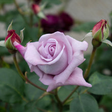 Načíst obrázek do prohlížeče Galerie, Růže - "BLUE MONDAY", sazenice 1ks