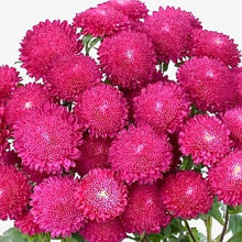 Načíst obrázek do prohlížeče Galerie, Astra čínská - "Bonita", Rose