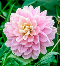 Načíst obrázek do prohlížeče Galerie, Jiřina - "Bracken Ballerina", 1ks