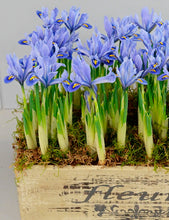 Načíst obrázek do prohlížeče Galerie, Kosatec (Iris) síťkovaný - "Alida", 10ks