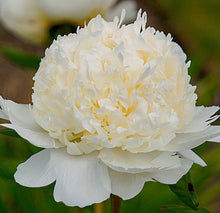 Načíst obrázek do prohlížeče Galerie, Pivoňka - "Bridal Shower", 1ks