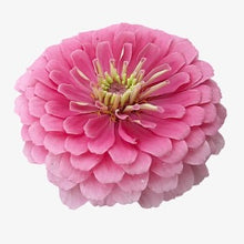 Načíst obrázek do prohlížeče Galerie, Ostálka (Cínie) lepá - "Benary's Giant", Bright Pink