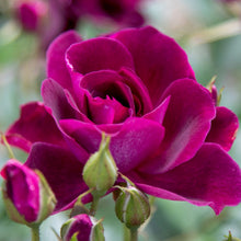 Načíst obrázek do prohlížeče Galerie, Růže - "BURGUNDY ICEBERG®", nádoba 4l
