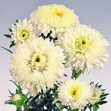 Načíst obrázek do prohlížeče Galerie, Astra čínská - "Standy", Creamy White