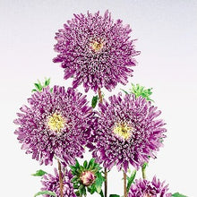 Načíst obrázek do prohlížeče Galerie, Astra čínská - "Standy", Light Blue