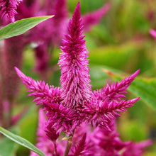 Načíst obrázek do prohlížeče Galerie, Nevadlec klasnatý - "Celway", Purple