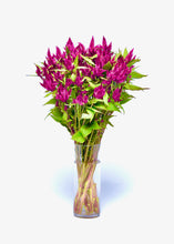 Načíst obrázek do prohlížeče Galerie, Nevadlec klasnatý - "Celway", Purple