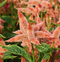 Načíst obrázek do prohlížeče Galerie, Nevadlec klasnatý - "Celway", Salmon