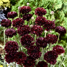 Načíst obrázek do prohlížeče Galerie, Chrpa - "Witching hour (Black boy)"