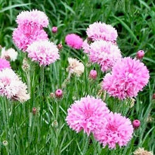 Načíst obrázek do prohlížeče Galerie, Chrpa - "Ball", Růžová