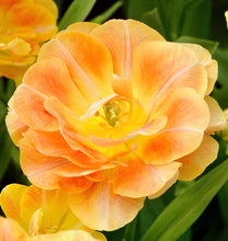 Načíst obrázek do prohlížeče Galerie, Tulipán - "Charming Lady", 5ks