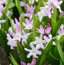 Načíst obrázek do prohlížeče Galerie, Ladoňka zářící - "Pink Giant", 6ks