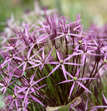 Načíst obrázek do prohlížeče Galerie, Okrasný česnek - "Christophii", 5ks