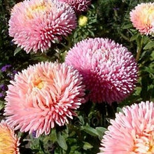 Načíst obrázek do prohlížeče Galerie, Astra čínská - "Chrisantella", Living Coral