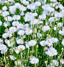 Načíst obrázek do prohlížeče Galerie, Chrpa - "Ball", Bílá
