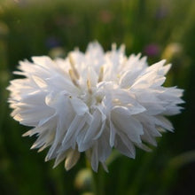 Načíst obrázek do prohlížeče Galerie, Chrpa - "Ball", Bílá