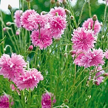 Načíst obrázek do prohlížeče Galerie, Chrpa - "Ball", Růžová