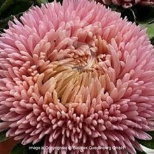 Načíst obrázek do prohlížeče Galerie, Astra čínská - "Chrisantella", Living Coral