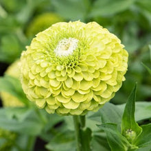 Načíst obrázek do prohlížeče Galerie, Ostálka (Cínie) lepá - "Benary's Giant", Lime