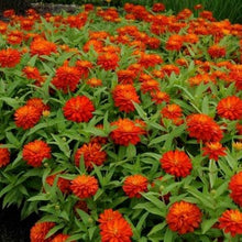 Načíst obrázek do prohlížeče Galerie, Ostálka (Cínie) lepá - "Profusion Double", Fire