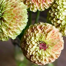 Načíst obrázek do prohlížeče Galerie, Ostálka (Cínie) lepá - "Queen", Lime Blotch