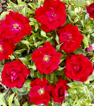 Načíst obrázek do prohlížeče Galerie, Růže - "CITTA' DI TERNI, nádoba 4l