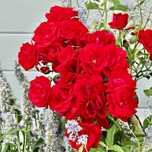 Načíst obrázek do prohlížeče Galerie, Růže - "CITTA' DI TERNI, nádoba 4l