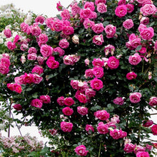 Načíst obrázek do prohlížeče Galerie, Růže - "PARFUM ROYAL®, nádoba 4l