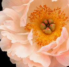 Načíst obrázek do prohlížeče Galerie, Pivoňka - "Coral Sunset", 1ks