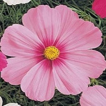 Načíst obrázek do prohlížeče Galerie, Krásenka zpeřená - "Sonata", Pink Blush