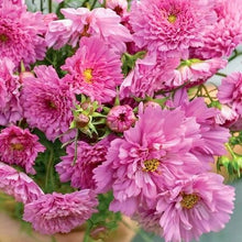 Načíst obrázek do prohlížeče Galerie, Krásenka zpeřená - "Double Click", Rose BonBon