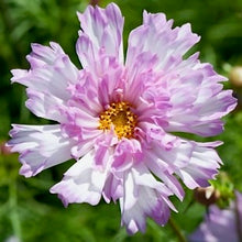 Načíst obrázek do prohlížeče Galerie, Krásenka zpeřená -"Double Click", Bicolour Pink