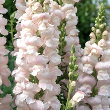 Načíst obrázek do prohlížeče Galerie, Hledík větší - "F1 Avignon II", Silver (F1 Costa Silver II)