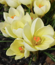 Načíst obrázek do prohlížeče Galerie, Krokus - "Cream Beauty", 10ks