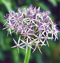 Načíst obrázek do prohlížeče Galerie, Okrasný česnek - "Christophii", 5ks