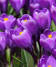 Načíst obrázek do prohlížeče Galerie, Krokus jarní - "Remembrance" 6ks
