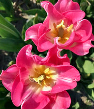 Načíst obrázek do prohlížeče Galerie, Tulipán - "Crown of Dynasty®", 5ks