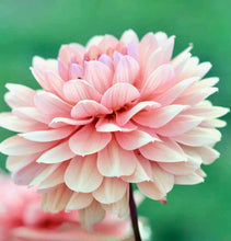 Načíst obrázek do prohlížeče Galerie, Jiřina - "Chateau de la Bourdaisiere", 1ks