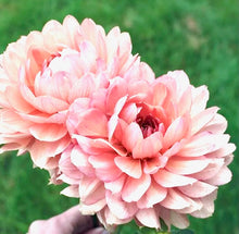 Načíst obrázek do prohlížeče Galerie, Jiřina - "Chateau de la Bourdaisiere", 1ks